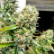 Critical + Seeds