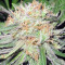 Deep Neville regular (Medical Seeds)