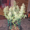 Green Crack Auto Seeds