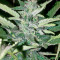 Industrial Plant (Dinafem Seeds)
