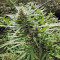 Kali Mist Regular seeds