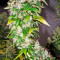 White Rhino feminized seeds (Nirvana Seeds)