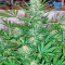 G13 Haze Regular