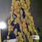 Semi femminizzati Moby Dick (Green House Seeds)