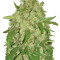 Auto Wembley feminized seeds