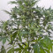 Dinamex Autoflowering (Dinafem Seeds)