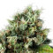 Graines de cannabis Power Flower (RQS)