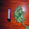 Graines de cannabis Sweet Cheese Auto (Sweet Seeds)