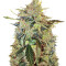 Auto American Pie (Pyramid Seeds)