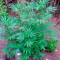 Biddy Early feminized seeds