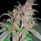 Graines de cannabis Bloody Skunk Auto (Sweet Seeds)