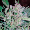 Blow Mind Auto Seeds
