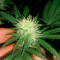 Bud Bud Bling Tingz (Dr. Krippling Seeds)