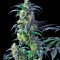 Domina Haze Seeds