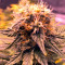 Graines de cannabis Original Amnesia (Dinafem Seeds)