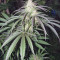Graines de cannabis Pamir Gold (Dutch Passion)