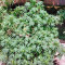 Serious Happiness regular (Serious Seeds)