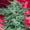 White Russian regular (Serious Seeds)