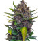 Black Cream Auto
