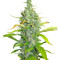 Skunk + (Kannabia Seeds)
