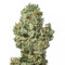 Dinamex Autoflowering (Dinafem Seeds)