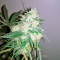 Graines de cannabis Sweet Cheese Auto (Sweet Seeds)