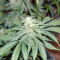 Graines de cannabis Afghan Kush X Yumbolt (World of Seeds)