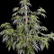 Arjan's Haze #1 strain