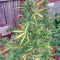 Auto Chocolate Skunk feminized seeds