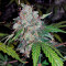 Auto White Widow Seeds (Pyramid Seeds)