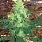 Critical Cheese Seeds