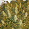 Double Dutch feminized seeds