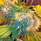Flowerbomb Kush (Strain Hunters)