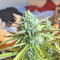 Northern Express Auto Seeds