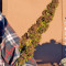 Purple Paro Valley Seeds