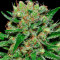 Graines de cannabis Veneno (Eva Seeds)