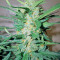 Ice Cool Auto feminized seeds