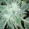 Royal Gorilla Seeds