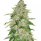 Nefertiti Seeds