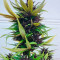 Auto Dark Purple feminized seeds