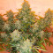 Auto American Pie Seeds