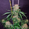 Crimea Blue (Barney's Farm)