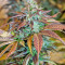 Semi femminizzati di Lemon Kush Headband