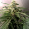 Semillas feminizadas Lemon Kush (Female Seeds)