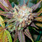 Lucid Bolt feminized seeds