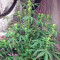 Original Amnesia Autoflowering Seeds