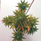 Roadrunner Autoflowering Seeds