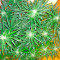 Sweet Coffee Ryder Auto (World of Seeds)