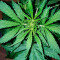 White Widow Auto (Vision Seeds)