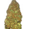 Jackpot Auto (Heavyweight Seeds)
